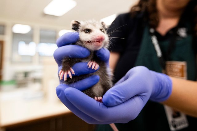 Brooke Yahney holds an opossum at Houston SPCA's Wildlife Center of Texas, on Wednesday, July 10, 2024, in Houston. The wildlife center took in 1093 native wildlife after Beryl. (Photo by Ishika Samant/Houston Chronicle via Getty Images)