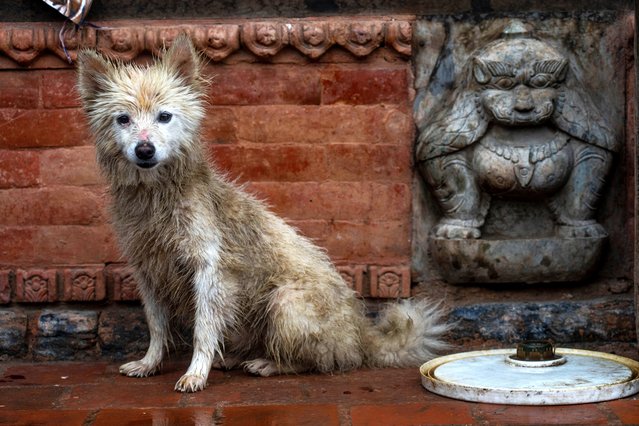 A wet dog sits at the flooded temple area on the bank of the Bagmati river following heavy monsoon rains in in Kathmandu, Nepal, Saturday, July 6, 2024. (Photo by Niranjan Shrestha/AP Photo)