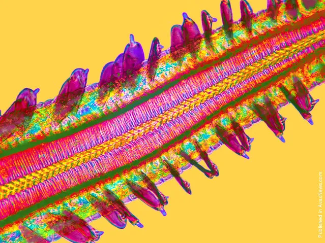The tip of a butterfly tongue viewed in polarized light by Stephen S. Nagy, M.D. from Helena, Montana