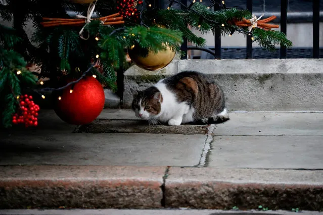 Larry, the 10 Downing Street cat, hides under the Christmas tree as he hunts in Downing Street in central London on December 16, 2019. Prime Minister Boris Johnson vowed Saturday to repay the trust of former opposition voters who gave his Conservatives a mandate to take Britain out of the European Union next month. Johnson toured a leftist bastion once represented by former Labour leader Tony Blair in a bid to show his intent to unite the country after years of divisions over Brexit. (Photo by Tolga Akmen/AFP Photo)
