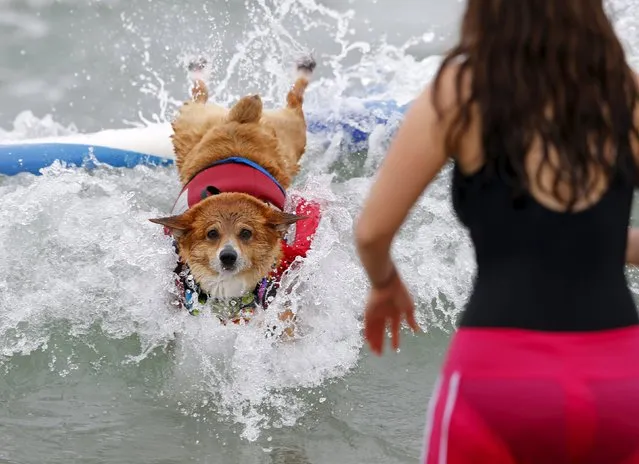 A corgi named Jojo crashes while riding a wave in the medium size dog competition during the 10th annual Petco Unleashed surfing dog contest at Imperial Beach, California August 1, 2015. (Photo by Mike Blake/Reuters)