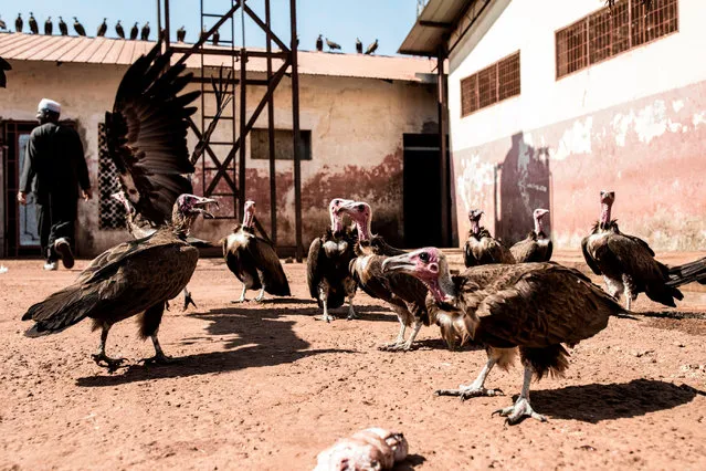 Hooded vultures wait for scraps of meat at Bissau's main slaughter house on November 26, 2019. Tens of thousands of Hooded Vultures folk to the city of Bissau to in search of food left behind in heaps of garbage or around market areas. (Photo by John Wessels/AFP Photo)