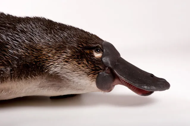 Platypus. The thick brown fur of the platypus traps an insulating layer of air next to their skin, and the males have a venomous spur on the inside of their hind legs. The bill resembles that of a duck, but is covered with soft, leathery skin containing sensitive nerves that can detect faint electrical fields generated by small aquatic animals that they prey on – unique among mammals. The webbed front paws are used like paddles when they swim, which they do with their eyes and ears closed, using their sensitive bill to sweep the water for prey. Platypuses can stay underwater for several minutes. (Photo by Joel Sartore/National Geographic Photo Ark/The Guardian)