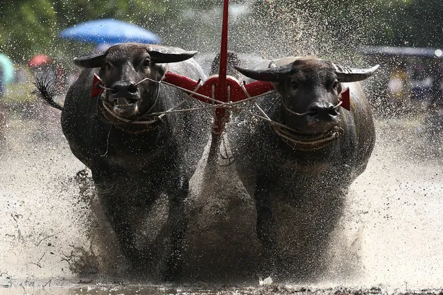 Water buffalos compete in Chonburi's annual buffalo race festival, in Chonburi province, Thailand, July 16, 2017. (Photo by Athit Perawongmetha/Reuters)