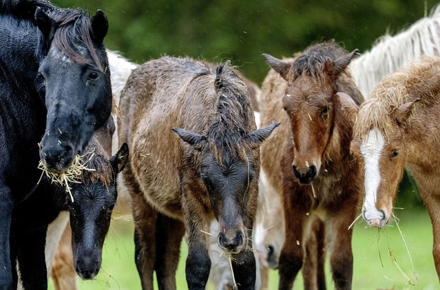 Icelandic horses get wet in the pouring rain at a stud farm in Wehrheim near Frankfurt, Germany, Wednesday, October 9, 2024. (Photo by Michael Probst/AP Photo)