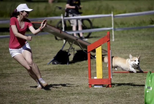 A handler directs a dog during the International Agility Riga Cup competition in Riga, Latvia, August 15, 2015. (Photo by Ints Kalnins/Reuters)