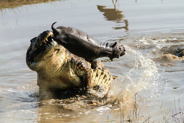 An enormous crocodile mauls a young hippo calf carcass near Lower Sabie on May 11, 2014, in Kruger National Park, South Africa. An enormous crocodile tosses around a young hippo calf caught in its lethal jaws. The giant reared out of the water revealing a young hippo calf between its teeth. (Photo by Roland Ross/Barcroft Media)