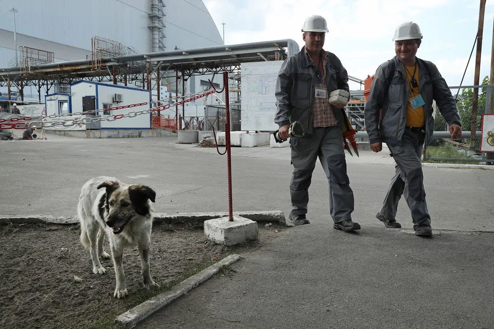 The Stray Dogs of Chernobyl
