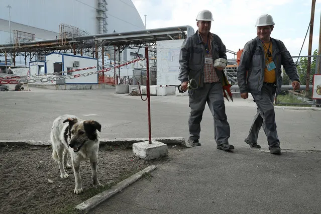 Workers walk past a tagged, stray dog inside the high-security “local zone” outside the new, giant enclosure that covers devastated reactor number four at the Chernobyl nuclear power plant on August 18, 2017 near Chornobyl, Ukraine. (Photo by Sean Gallup/Getty Images)