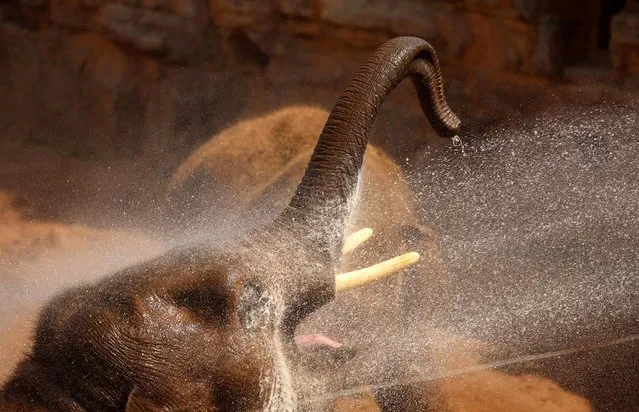 An Asian elephant cools down under a water spray at Chester Zoo in Chester, Britain, July 19, 2022. (Photo by Phil Noble/Reuters)