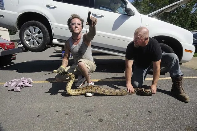 Herpatologist Cameron English, left, and passerby Nathan Fortson hold a large boa constrictor after rescuing the reptile from underneath a vehicle at a medical clinic in Kingston, Pa., Thursday July 14, 2016. (Photo by Mark Moran/The Citizens' Voice via AP Photo)