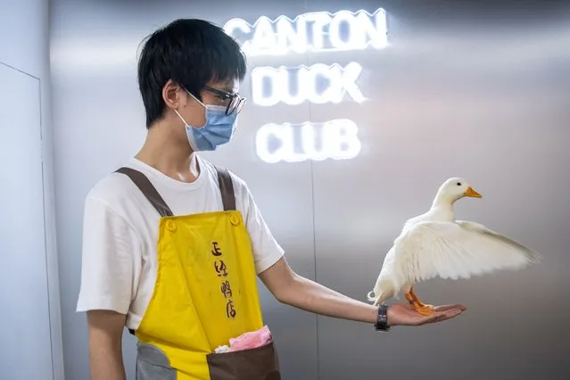 Customer plays with pet duck on July 25, 2022 in Guangzhou, Guangdong Province of China.The first pet duck store opened in Guangzhou, where customers can play with ducks for an hour. (Photo by Stringer/Anadolu Agency via Getty Images)