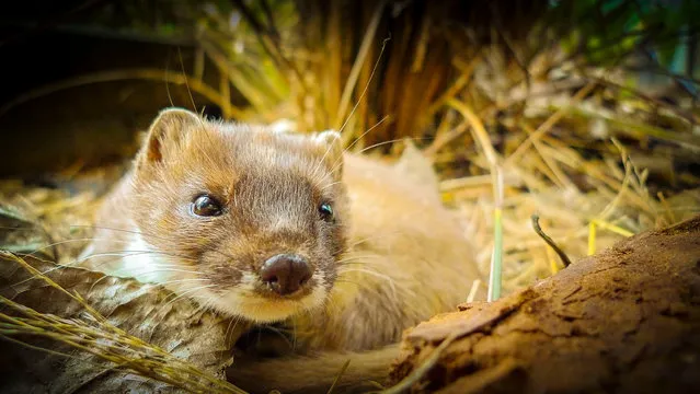 Nimble and agile climbers, stoats hunt by following their nose at any time, day or night, requiring nearly a quarter of their body weight in prey on a daily basis. Stoats were introduced to New Zealand in 1883, many coming from Lincolnshire in the UK. (Photo by Nick Easton/BBC Pictures/The Guardian)