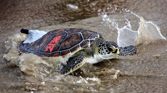 Green Goblin, a green sea turtle that had been injured by a fish hook, makes its way into the water in Virginia Beach, Va., on August 18, 2014. Three turtles, two Kemp's Ridleys and one green sea turtle, which had been injured by fish hooks, were rehabilitated and released into the ocean by the Virginia Aquarium & Marine Science Center's Stranding Response Team. (Photo by Steve Earley/The Virginian-Pilot)