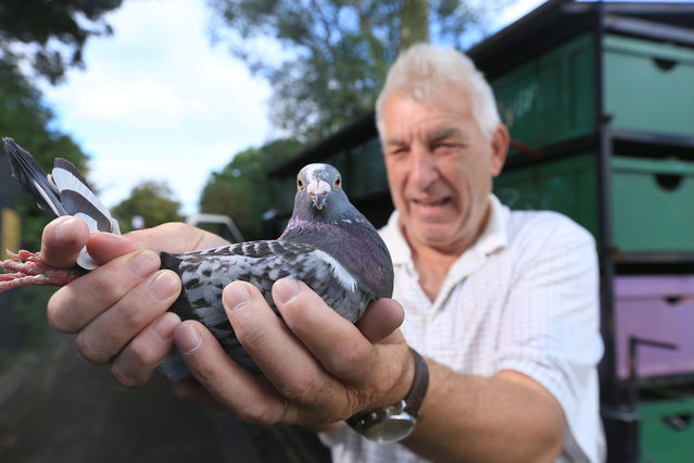 Pigeon racers from North Yorkshire and West Yorkshire get their birds ready for “basketing” on August 16, 2022 as they are prepared to be put onto the transporter and taken to a location, and released for training, varying between 30 and 50 miles away. The most expensive racing pigeon ever, sold at auction, is New Kim, a two year old female, which sold for a reported $1.9 million in China in November 2020. (Photo by Lorne Campbell/Guzelian)