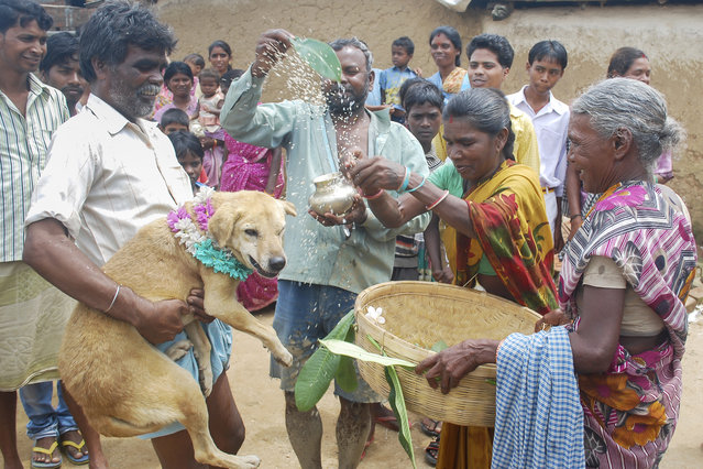 Rituals being performed during the wedding of Mangli Munda with a stray dog in Jharkhand, India on August 30, 2014. (Photo by Barcroft Media/ABACAPress)