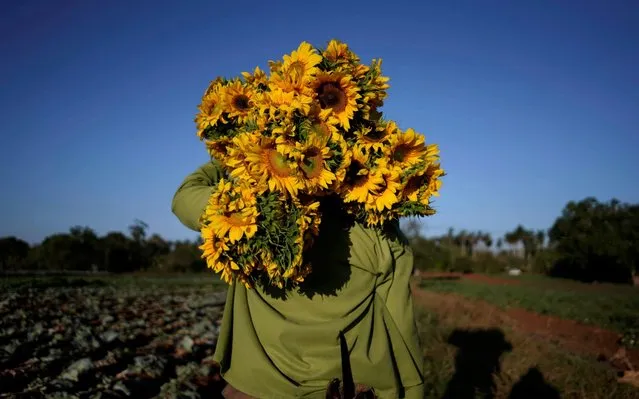 Farmer Miguel Torres picks sunflowers amid concerns about the spread of the coronavirus disease (COVID-19) outbreak, in Santiago de Las Vegas, Cuba, April 2, 2020. (Photo by Alexandre Meneghini/Reuters)