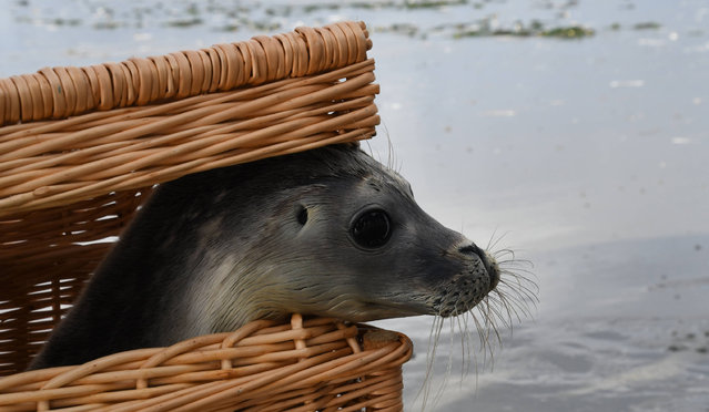 In this picture taken Thursday, August 4, 2016, seal Tristan looks out of a basket while being released into the North Sea together with others at the beach of the island Juist, Germany. He is part of the first group of released seals of the seal breeding station Norddeich this year. (Photo by Carmen Jaspersen/DPA via AP Photo)