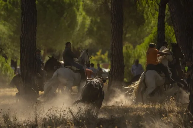 Men on horseback ride trough a pine tree forest chased by a brave bull during the “Toro de la Vega” bull festival in Tordesillas, near Valladolid, Spain, Tuesday, September 13, 2022. Hundreds of people have taken part in a centuries-old Spanish bull-chasing festival, but under orders once again that the animal should not be harmed with spears or darts. The Toro de La Vega festival in the northcentral town of Tordesillas traditionally saw the bull speared to death by revelers who chased it from the town to outlying fields on horseback and on foot. (Photo by Manu Fernandez/AP Photo)