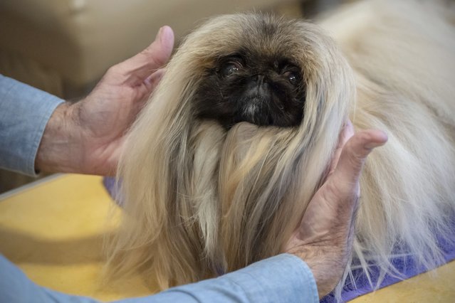 President of the Westminster Kennel Club Donald Sturz shows Fiona, his pet pekingese, during an interview with The Associated Press at The New Yorker hotel, Thursday, January 30, 2025, in New York. (Photo by Julia Demaree Nikhinson/AP Photo)