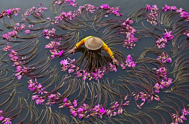 Workers created mesmerising patterns while collecting pink water lilies from a lake in Bogor, West Java, Indonesia on September 14, 2022. (Photo by Achmad Mikami/Solent News)