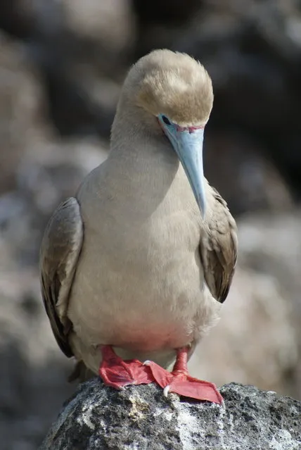 Red-Footed Booby