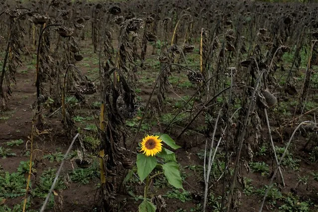A sunflower blooms in a sunflower field, as Russia's invasion of Ukraine continues, in Bakhmut, Ukraine on October 28, 2022. (Photo by Clodagh Kilcoyne/Reuters)