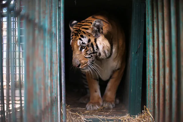 A tiger named Laziz stands in its enclosure before it is taken out of Gaza by Four Paws International, at a zoo in Khan Younis in the southern Gaza Strip August 23, 2016. (Photo by Ibraheem Abu Mustafa/Reuters)