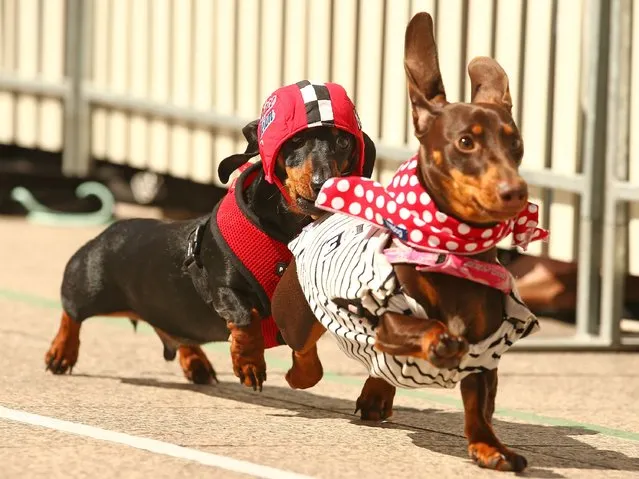 Cooper, dressed as a racing car driver chases a competitor as he competes in the Hophaus Southgate Inaugural Dachshund Running of the Wieners Race on September 19, 2015 in Melbourne, Australia. (Photo by Scott Barbour/Getty Images)