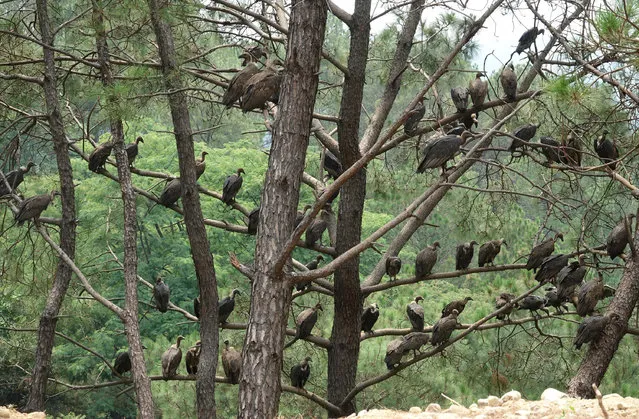 Vultures sit on branches of a tree in the Bhorni Village near Nagrota Bagwan, Himachal Pradesh state, India, 27 June 2020. (Photo by Sanjay Baid/EPA/EFE)