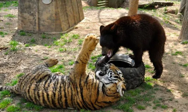 Lion, Tiger, Bear