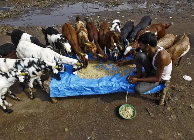 A trader feeds his goats as he waits for customers at a livestock market ahead of the Eid al-Adha festival in Kolkata, India, September 22, 2015. (Photo by Rupak De Chowdhuri/Reuters)