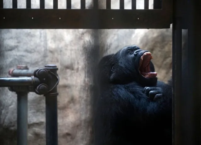 A photo taken through window glass shows a 33-year-old female gorilla named “Bua Noi”, meaning Little Lotus, gestures inside her cage at the Pata Zoo in Bangkok, Thailand, 26 October 2022. The private Pata zoo has denied any deal to sell and send the country's last and only one caged gorilla back to the zoo in Germany where she was bred while the animal rights activists calling to free and transfer the gorilla to a sanctuary. The female gorilla “Bua Noi” was bought to Thailand and has been held captive at the zoo on the rooftop of a department store for more than three decades and her confinement has sparked controversy and protests by animal rights groups who say she needs better living conditions and who are in general against the zoo's location in a shopping center. (Photo by Rungroj Yongrit/EPA/EFE/Rex Features/Shutterstock)