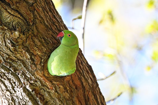 A rose-ringed parakeet (Psittacula krameri) perches on a branch of a tree at Bushy Park in London, United Kingdom on April 11, 2025. (Photo by Rasid Necati Aslim/Anadolu via Getty Images)