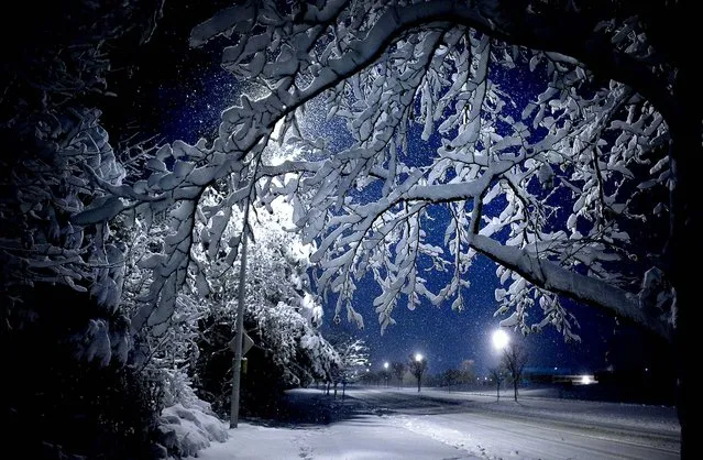 Snow-covered branches frame a late night winter scene off of Dam Neck Road in Virginia Beach, Virginia, as a major storm moves out of the region, leaving over a foot of snow in its wake, December 26, 2010. (Photo by L. Todd Spencer/The Virginian-Pilot)