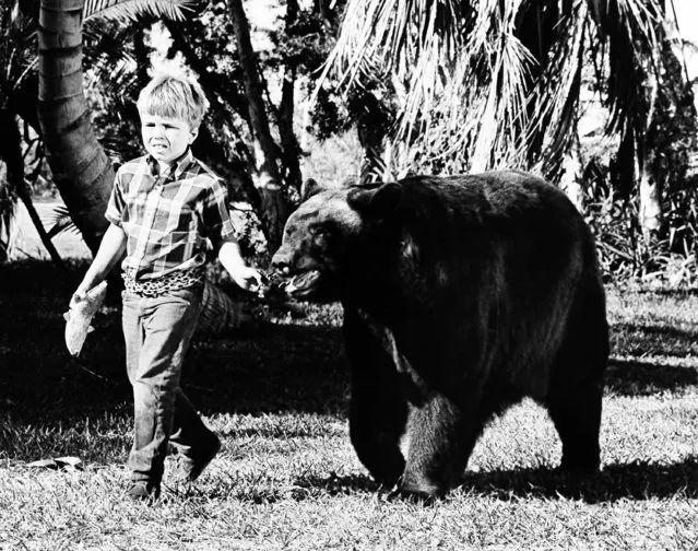 Client Howard playing the son of an Everglades game warden, leads his pet bear Ben, into another adventure of "Gentle Ben" October 6, 1967. (Photo by AP Photo)