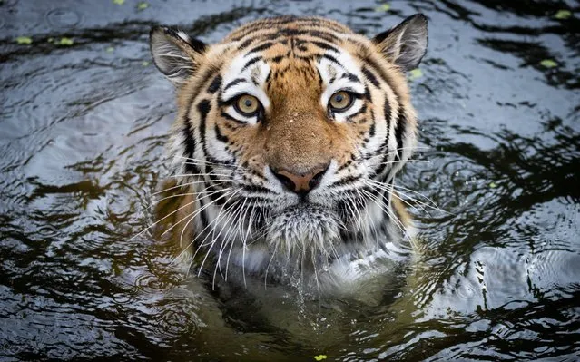 Female tiger Maruschka (Siberian tiger) swims in the water basin in the tiger enclosure in Hagenbeck Zoo in Hamburg on August 13, 2020, to get an ice block with frozen food out of the water. Maruschka and her partner Yasha got a small ice bomb with fish and poultry from their keeper to refresh them in the midsummer temperatures. (Photo by Christian Charisius/dpa)