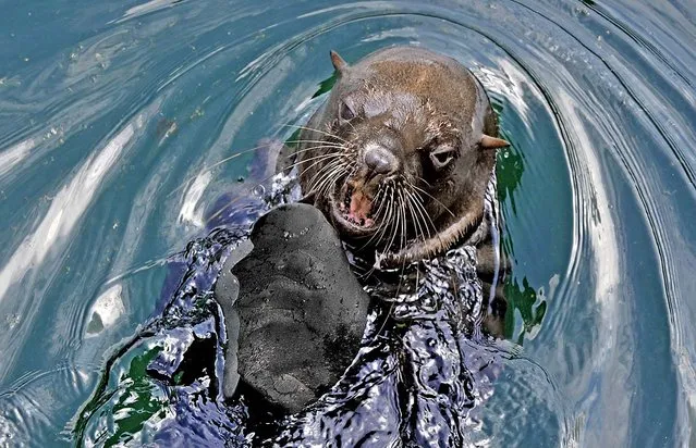 A South African Fur Seal swims at a Zoo in Frankfurt/Main, Germany. (Photo by Boris Roessler/AFP Photo)
