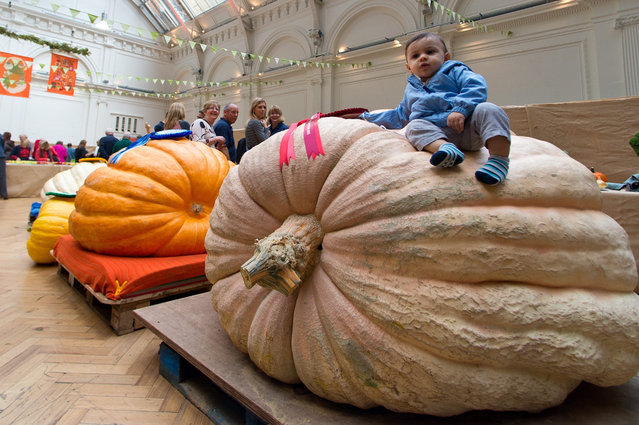 A toddler sits on the winner of the giant pumpkin category during the RHS (Royal Horticultural Society) London Harvest Festival Show at RHS Lindley Halls on October 6, 2015 in London, England. The traditional harvest themed show runs October 6-7 and showcases a wide range of late summer grown fruit and vegetables. (Photo by Ben Pruchnie/Getty Images)