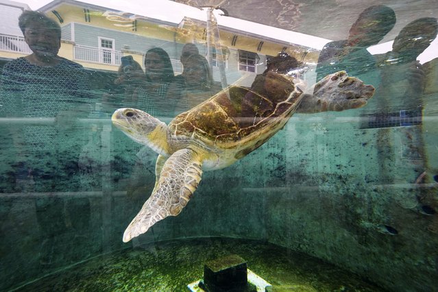 Visitors are reflected in a tank window as they watch Turtwig, a sub-adult green sea turtle who cannot return to the wild due to buoyancy problems, swim, at Loggerhead Marinelife Center in Juno Beach, Fla., Wednesday, June 4, 2025. (Photo by Rebecca Blackwell/AP Photo)