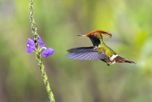 Rufous-crested Coquette (Lophornis delattrei) nectaring on porterweed, Panama. (Photo by Juan Carlos Vindas/Getty Images)