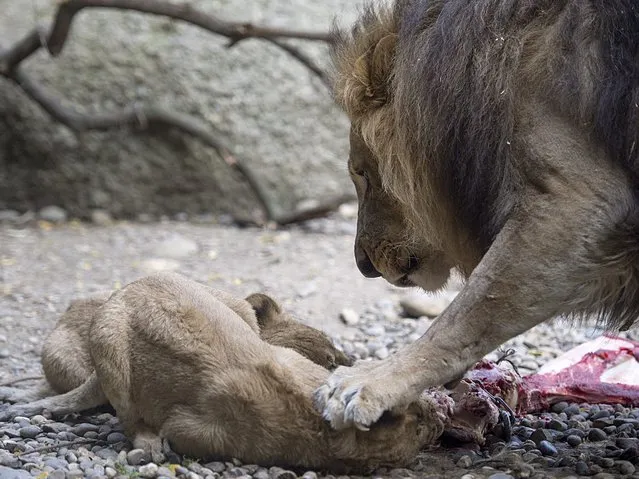 A young lion is disciplined by his father in Basel zoo, Switzerland, 14 October 2015. Zoo Basel supports the Big Life Foundation, which works in the Amboseli-Tsavo ecosystem in Kenya to protect the Lions. The Zoo is also a participant in the EAZA Endangered Species Breeding Programme for African Lions. (Photo by Georgios Kefalas/EPA)