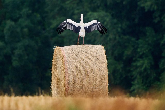 A stork stands on a straw bale on a field in the outskirts in Frankfurt, Germany, Monday, July 21, 2025. (Photo by Michael Probst/AP Photo)