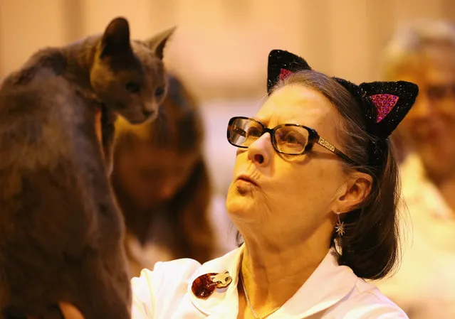 Judge Kate Kaye casts her eye over a cat during the Governing Council of the Cat Fancy's 'Supreme Championship Cat Show' at the NEC Arena on October 24, 2015 in Birmingham, England. The one-day Supreme Cat Show is one of the largest cat fancy competitions in Europe with hundreds of cats being exhibited. (Photo by Christopher Furlong/Getty Images)
