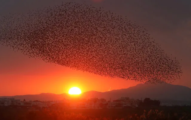Thousands of starlings fly in a murmuration during sunset at Oroklini Lake near Larnaca, Cyprus on January 6, 2023. (Photo by Yiannis Kourtoglou/Reuters)