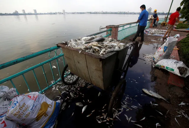 Workers collect dead fishes floating in the polluted West Lake in Hanoi, Vietnam October 2, 2016. (Photo by Reuters/Kham)