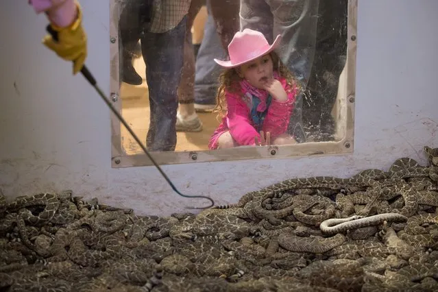 A young girl peers into a pit of rattlesnakes during the Sweetwater Rattlesnake Roundup at Nolan County Coliseum on March 10, 2018 in Sweetwater, Texas. (Photo by Loren Elliott/AFP Photo)