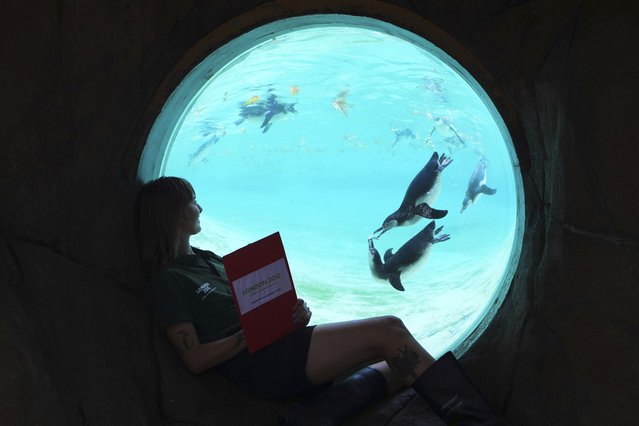 Keeper Jessica Ray watches Humboldt Penguins as keepers at London Zoo record animals' vital statistics at the annual weigh-in as a way of monitoring their health, development and even identifying pregnancies, in London, Tuesday, August 19, 2025. (Photo by Kirsty Wigglesworth/AP Photo)