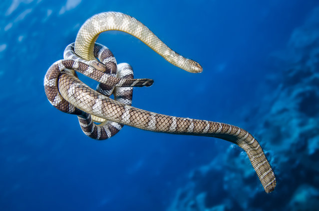 A pair of approximately six-foot long Chinese sea kraits (aka black-banded seasnakes) mating in the waters of far eastern Indonesia at Manuk Island, a small body of land also appropriately known by the name Snake Island. Like sea snakes, sea kraits are highly venomous, but fortunately, they ae not aggressive toward divers. (Photo by Marty Snyderman/Caters News Agency)