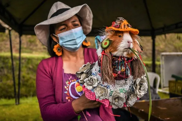 A woman holds a disguised cuy or guinea pig (Cavia Porcellus), a popular source of meat in southern Colombia, at the Cuy Festival in La Laguna municipality, Nariño department, Colombia, on January 7, 2022. (Photo by JOaquin Sarmiento/AFP Photo)